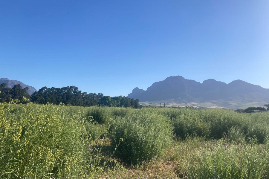 0 Bedroom Property for Sale in Paarl South Western Cape